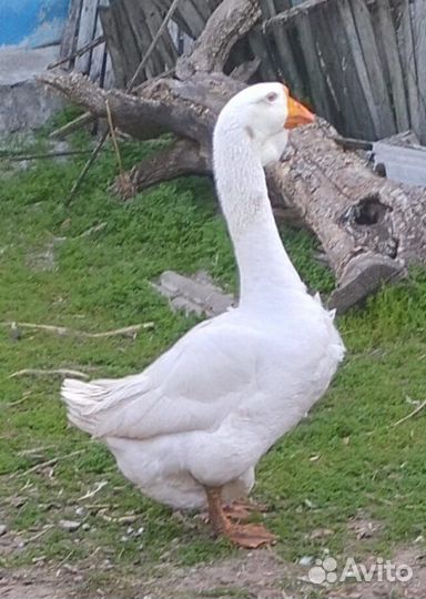 Холмогорские гуси