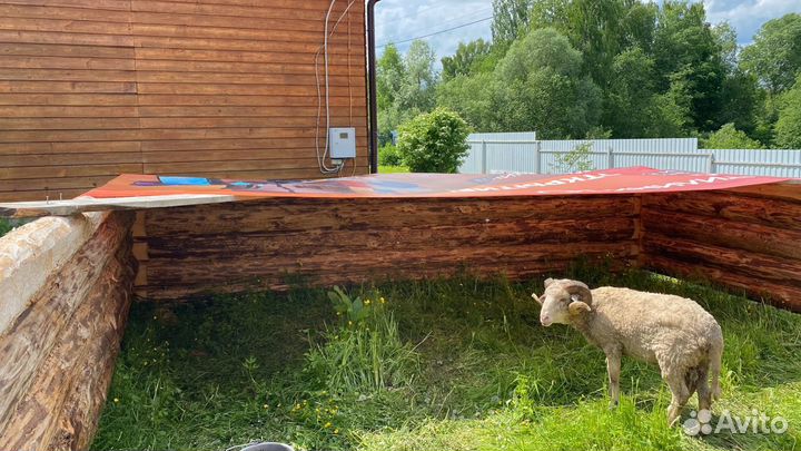 Баран молодой