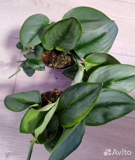 Сциндапсус мунлайт