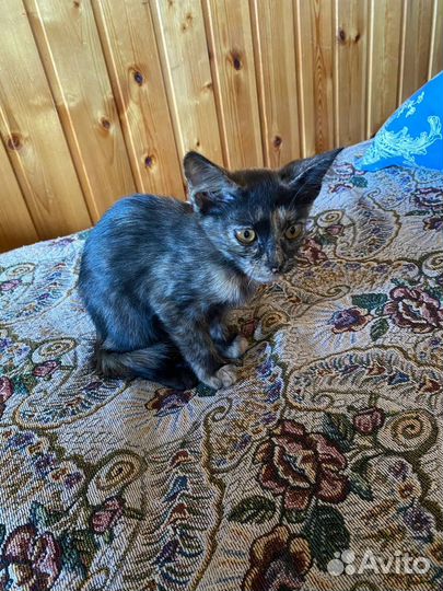 Котята в добрые руки бесплатно