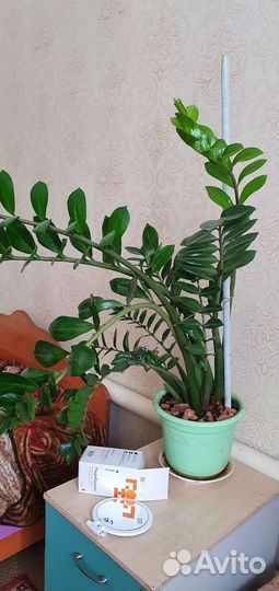 Замиокулькас