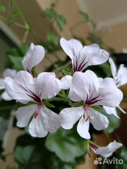 Пеларгония герань плющелистная белая
