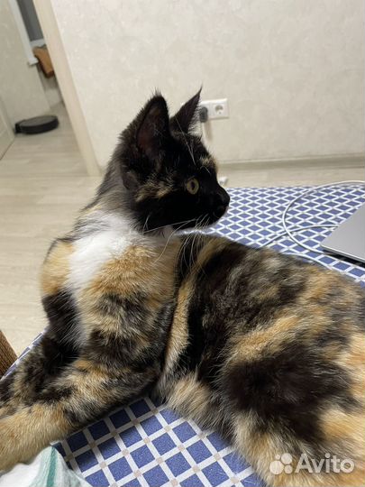 Найдена кошка