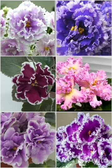 Детки сортовых фиалок набором
