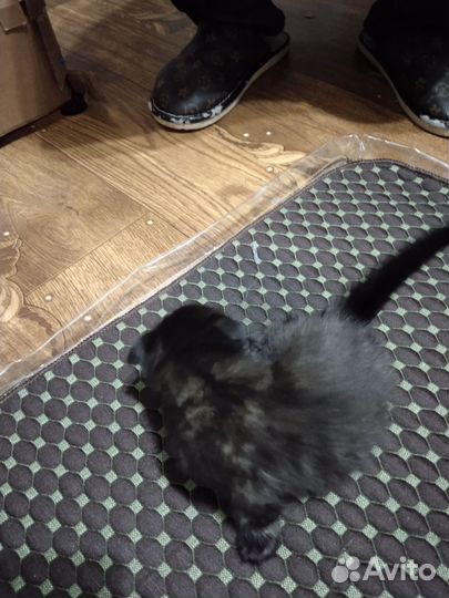 Вислоухие котята в добрые руки