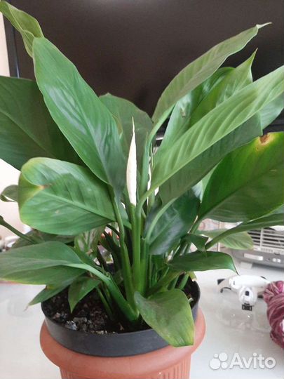 Спатифиллум