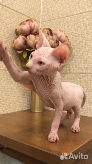 Канадский сфинкс котенок с документами