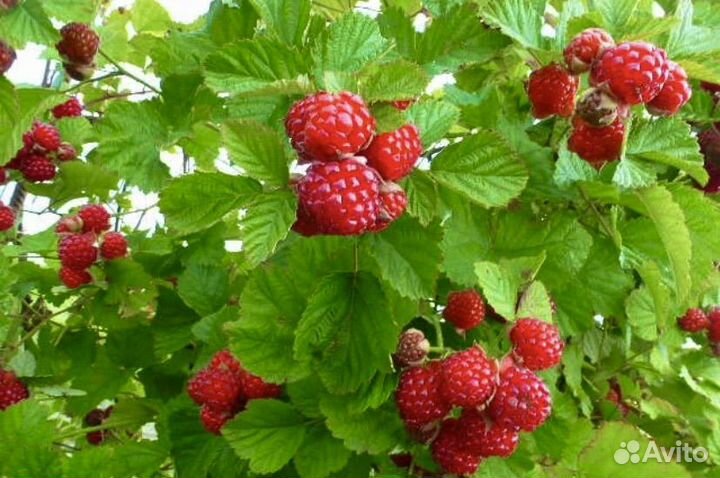 Ежемалина Ред Даймонд