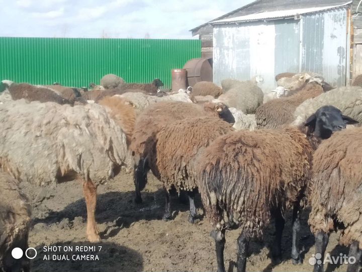 Овцы бараны