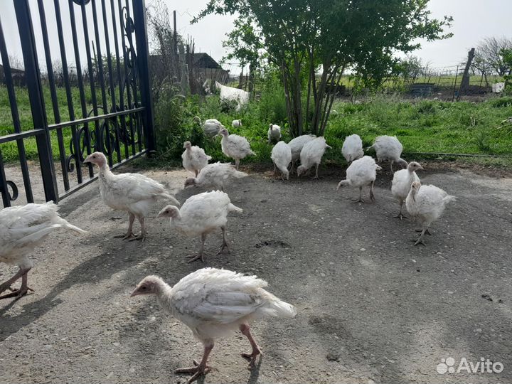 Индюшата молодняк