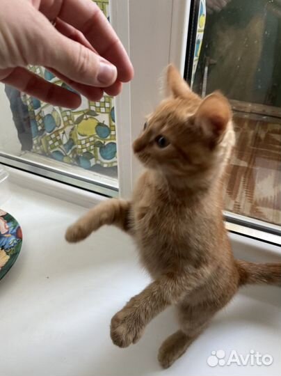 Котята
