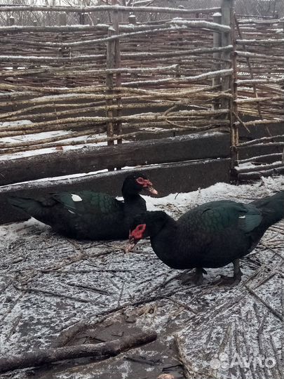 Индоутки тяжёлая линия