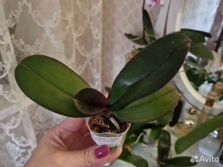 Орхидея фаленопсис бабочка