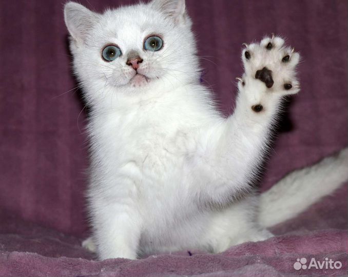 Британская серебристая шиншилла колор поинт