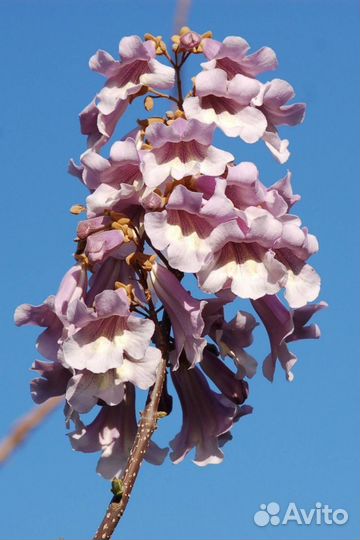 Саженцы павловния