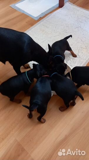 Щенки цвергпинчера