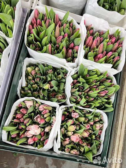 Цветы тюльпаны