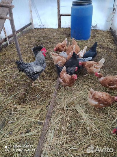 Яйца домашние бесплатная доставка