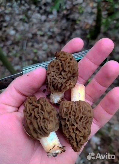 Гриб сморчок