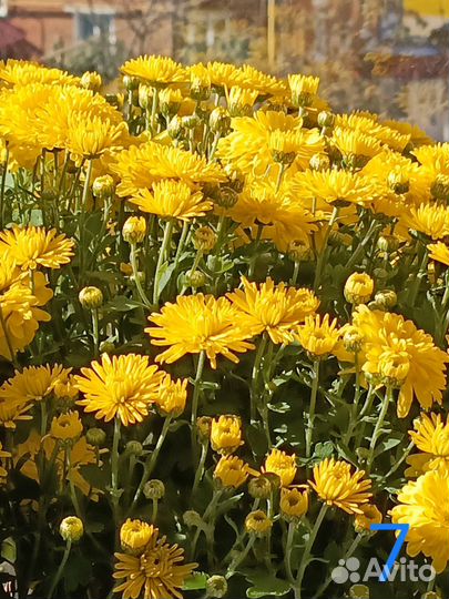 Хризантема мультифлора