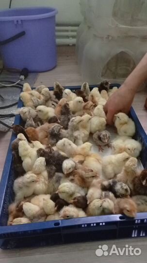 Цыплята