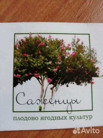 Саженцы плодово ягодных культур