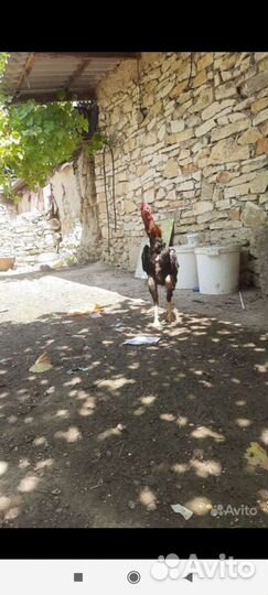 Бойцовые петухи и цыплята