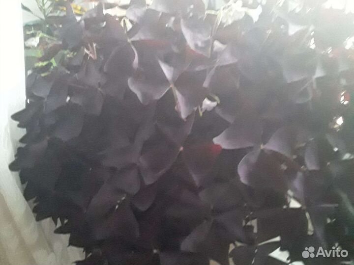 Оксалис. Цветок счастья Отростки