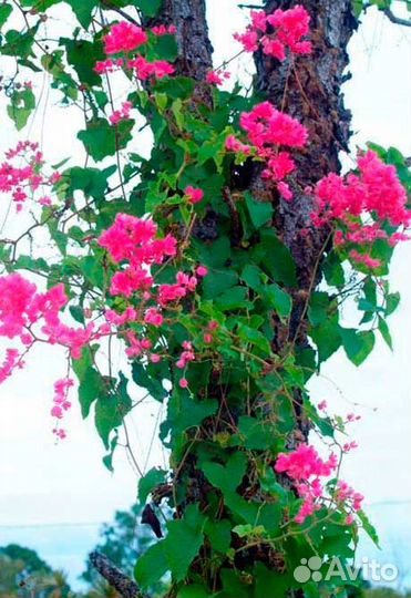 Антигонон лиана любви