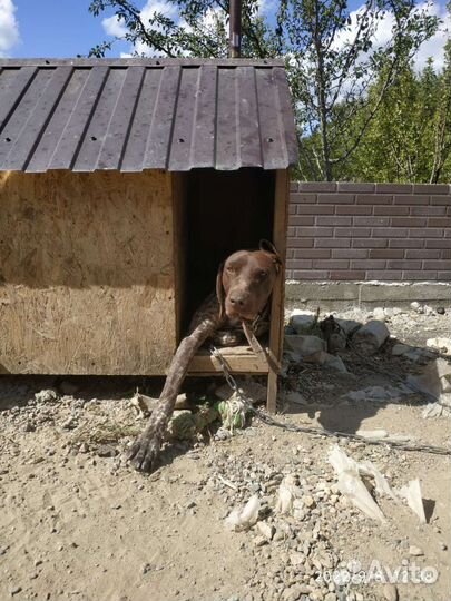 Вязка Курцхаар