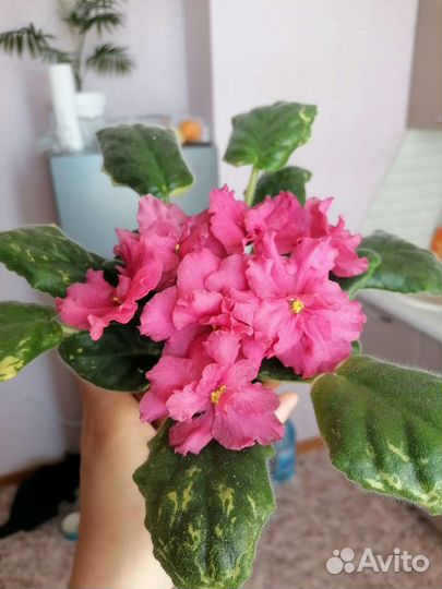 Фиалка розовая