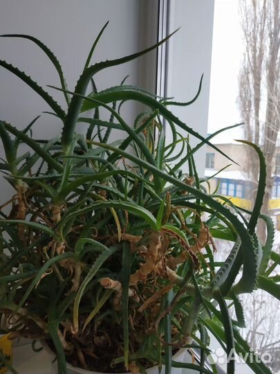 Алоэ столетник