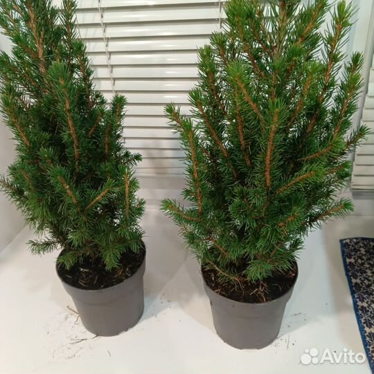 Елка новогодняя живая в горшке