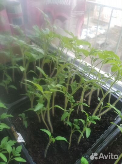 Рассада помидор