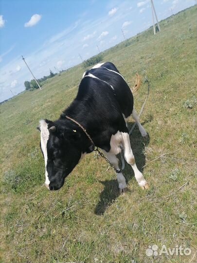 Телята телочки