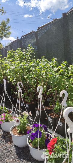 Саженцы малины, смородины, жимолости, крыжовника