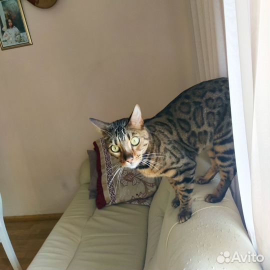 Бенгальского котика продаю