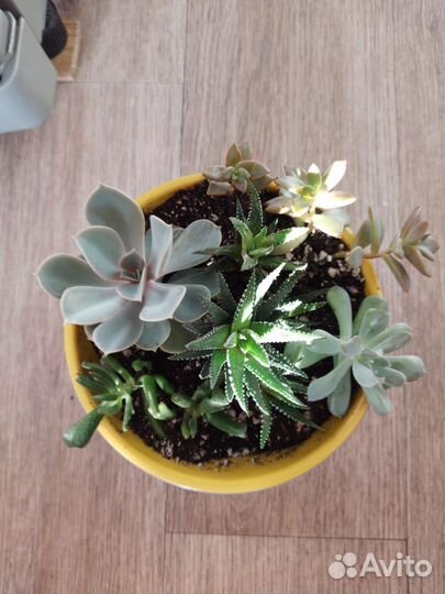 Суккуленты