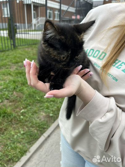 Котенок
