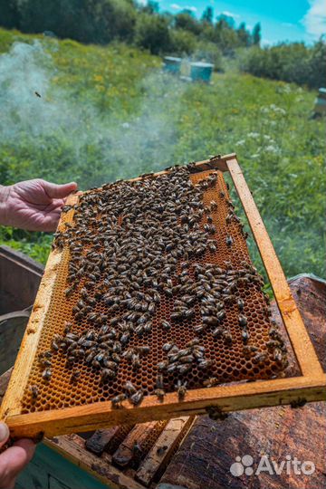 Пчелопакеты на 2023 год