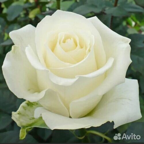 Саженцы чайной розы