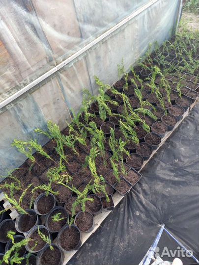 Туя Восточная (саженцы)