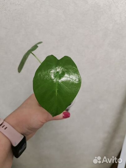 Алоказия арма