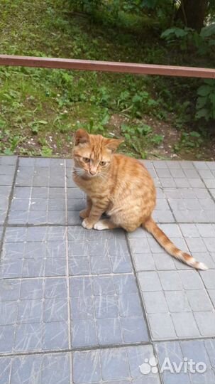 Рыжулька в хорошие ручки