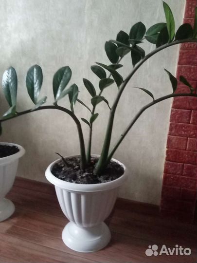 Щучий хвост