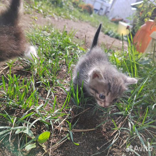 Котята в добрые руки бесплатно