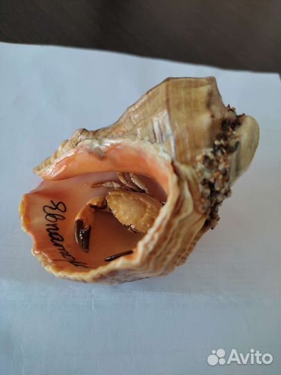 Сувенир морская раковина с крабом