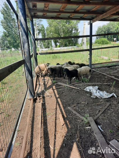 Овцы бараны