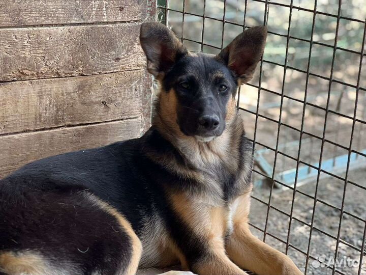 Овчарка щенок грустит в приюте