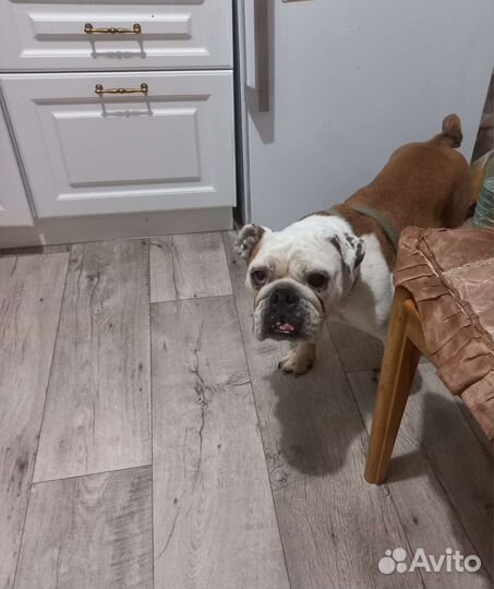 Собаки бесплатно